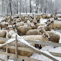 dumitruanazerni