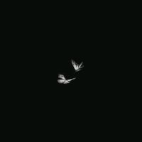 butterflyblack12
