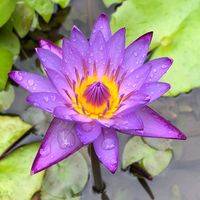 lotus_1d