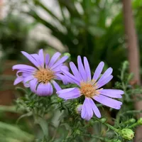 ដំណក់ភ្លៀងរសាត់