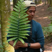 original sound - ipulpoto