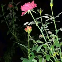 original sound - rokttojoba0