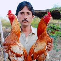 original sound - malikshabran333