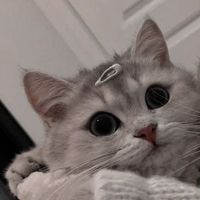 zanika.m