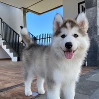 original sound - Mocha Sugar Honey