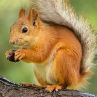 nhạc nền - squirrel