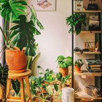 urbanplants3