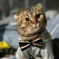 original sound - garfew.gartoon_cat