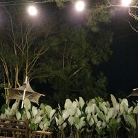 suara asli - storyku