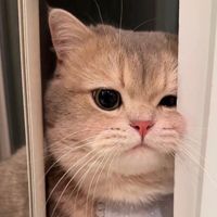 cats.viral8