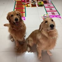 godunggopro