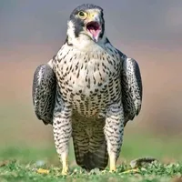 original sound - hunter_zehri313