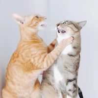 miaomiao732