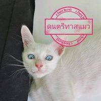 music_for_cat