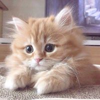 hanieyz4