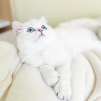 原聲