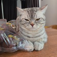 meowsalmon.thecat