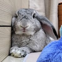 luckybunnyjourney