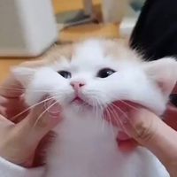 suara asli - yoo