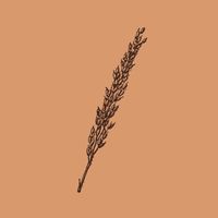 original sound - NGOPI DI SAWAH