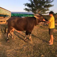 original sound - boytawatchat