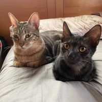 dosicat