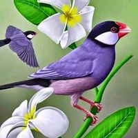 မူရင်းအသံ - war pay Bwar