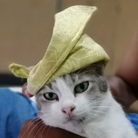 original sound - meow patriotik