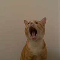 original sound - Bánh Mì kẹp mèo