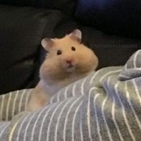babydogblues