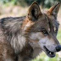 dog_12331