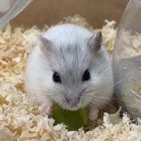 オリジナル楽曲 - ハムチャカ🐹