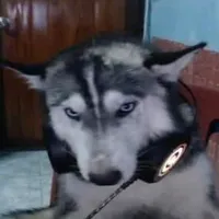 original sound - 50percentfsd