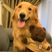ruby_thegolden