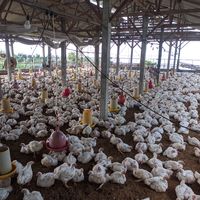 suara asli - Untung farm 🐣🐔🍍🐄 🍊