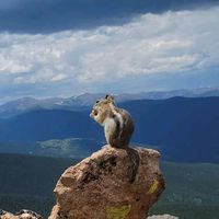 เสียงต้นฉบับ - 🐿️กระรอกน้อย🐿️