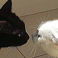 เสียงต้นฉบับ - Playlist