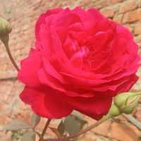 pagaldil89