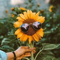 nhạc nền - S u n 🌻