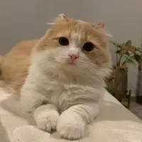 original sound - tissue_cat