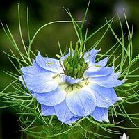 เสียงต้นฉบับ - Love in a mist💙