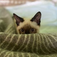 оригинальный звук