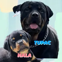 original sound - tupac_nala