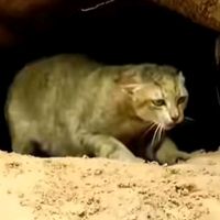 suara asli - Kucinghutan