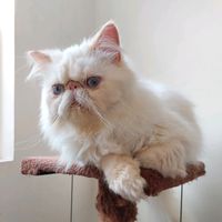 grumpycatscattery