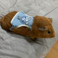sudapornyooyen