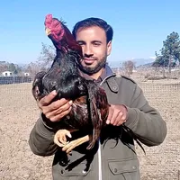 original sound - mudassiriqbal216