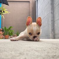 lufikub