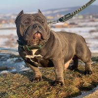 americanbully.crb.kennel