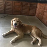 original sound - 1thung1phet2kai